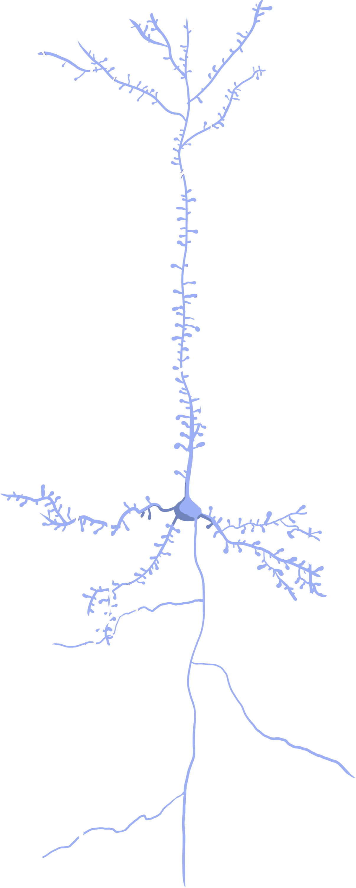 Pyramidal neuron